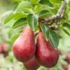 Combo European Pear Tree (3 Varieties) 1 Combo European Pear Tree (3 Varieties) -Home Fruit Tree combo european pear 1