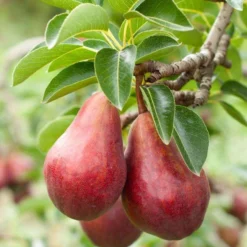 Combo European Pear Tree (3 Varieties)