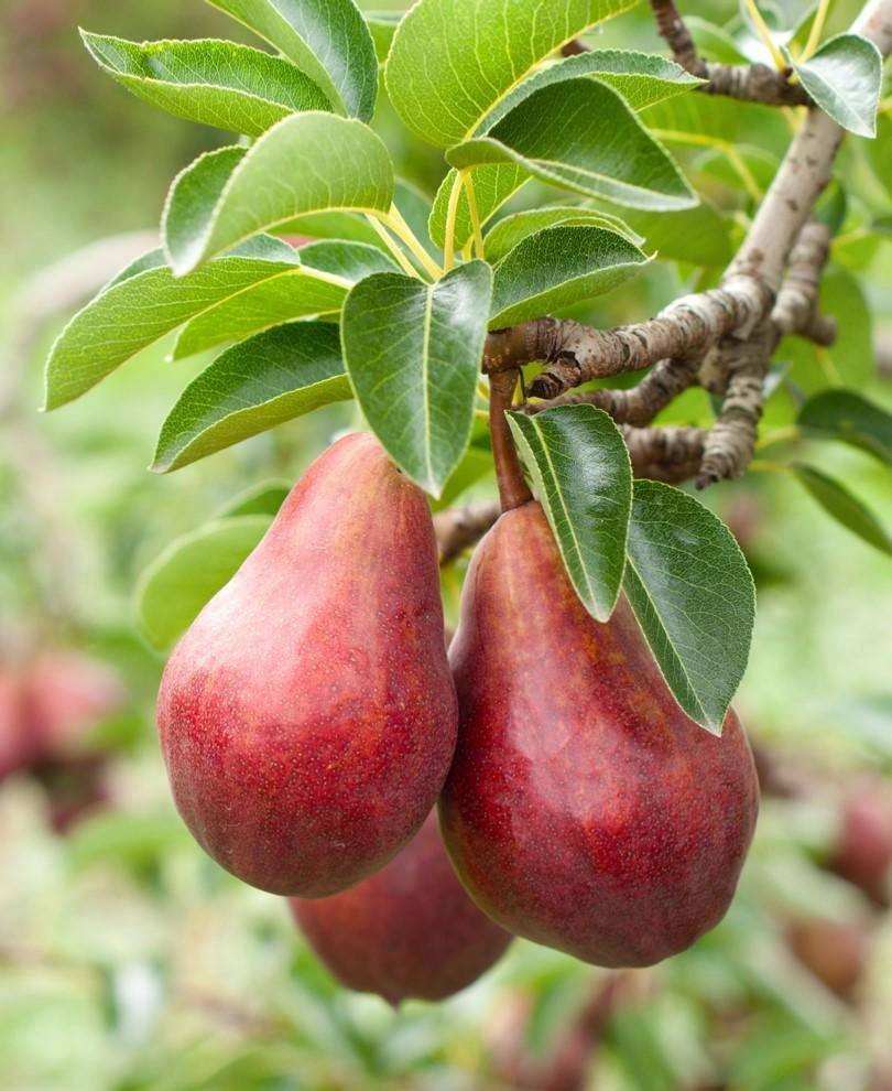 Combo European Pear Tree (3 Varieties) 3 Combo European Pear Tree (3 Varieties)