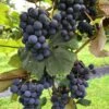 Concord Grape 2 Concord Grape -Home Fruit Tree concord grape 3 1 1