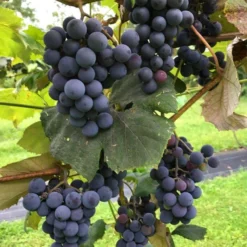 Concord Grape
