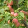 WSU Puget Spice Crabapple -Home Fruit Tree crabapple a725s puget spice 1