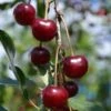 Craig's Crimson Cherry -Home Fruit Tree craigs crimson cherry