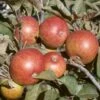 Dabinett Cider Apple 1 Dabinett Cider Apple -Home Fruit Tree dabinett apple