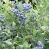 Alpha Draper Blueberry -Home Fruit Tree dbb