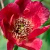 Paeonia Delavayi -Home Fruit Tree delavyi