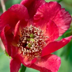Paeonia Delavayi