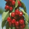 Vandalay Cherry 2 Vandalay Cherry -Home Fruit Tree early burlat cherry 450x d5e01485 b31c 4738 a2e1 f8bc4a4db9b4