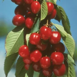 Vandalay Cherry