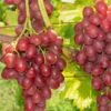 Einset Seedless Grape -Home Fruit Tree einset grape 1