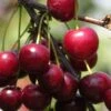English Morello Cherry -Home Fruit Tree english morello 2