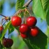 Evans Cherry 1 Evans Cherry -Home Fruit Tree evans cherry
