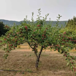 Evereste Crabapple 7 Evereste Crabapple -Home Fruit Tree evereste crabapple 2