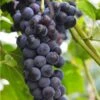 Faith Seedless Grape -Home Fruit Tree faith grape