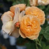 FLAVORETTE™ Honey-Apricot Rose -Home Fruit Tree falvapri2