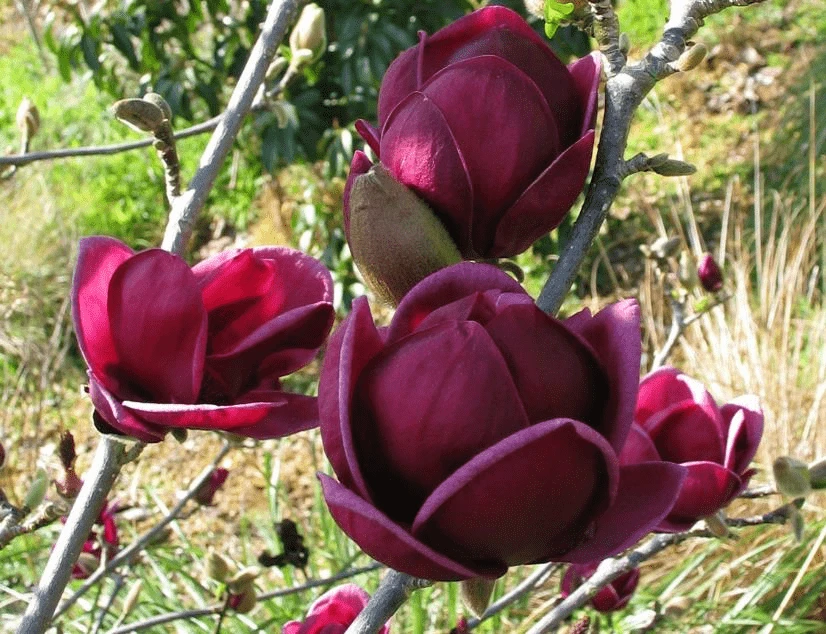 Genie Magnolia 3 Genie Magnolia