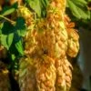 Golden Hops 1 Golden Hops -Home Fruit Tree golden hops 1