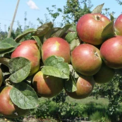 Combination Cider Apple Tree (3 Varieties)