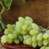 Gratitude Seedless Grape -Home Fruit Tree gratitude grape