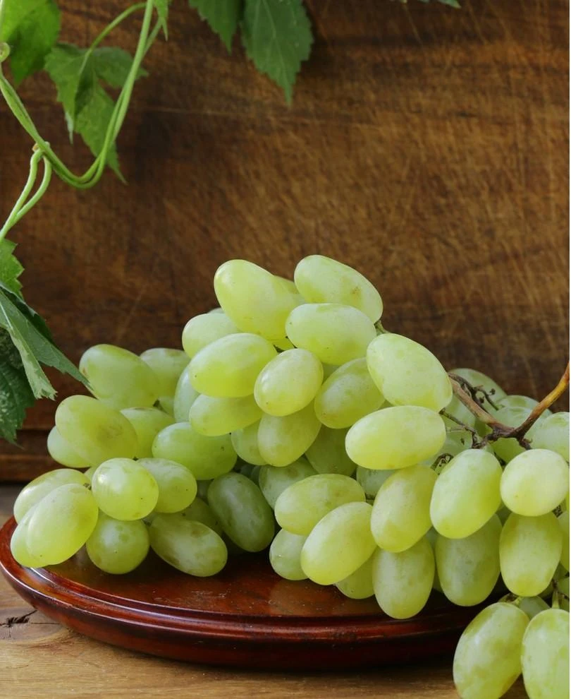 Gratitude Seedless Grape 3 Gratitude Seedless Grape