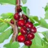 Hartland Cherry -Home Fruit Tree hartland cherry 1