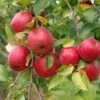 Akane And Honeycrisp Mini Orchard Bundle (3 Trees) -Home Fruit Tree honeycrisp