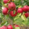 Easy-Grow Orchard Honeycrisp Apple Bundle (3 Trees) -Home Fruit Tree honeycrisp 517a3490 75fd 4bf8 b854 5bab00bd307c