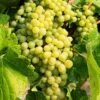 Hope Seedless Grape -Home Fruit Tree hope grape 1