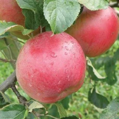 Wolf River Apple 7 Wolf River Apple -Home Fruit Tree httpraintreenursery.netpa720s wolfriver1 cc2662c6 b61b 4ab0 b8a8 42e171eb72fb