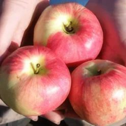 Wynoochee Early Apple