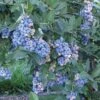 Aurora Blueberry -Home Fruit Tree httpraintreenursery.netpe201 aurora