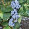 Liberty Blueberry -Home Fruit Tree httpraintreenursery.netpe246 liberty blue