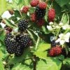 Loch Ness Thornless Blackberry 2 Loch Ness Thornless Blackberry -Home Fruit Tree httpraintreenursery.netpe550 021