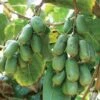 Jumbo Hardy Kiwi 2 Jumbo Hardy Kiwi -Home Fruit Tree httpraintreenursery.netph430 031