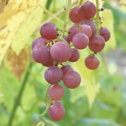 Hungarian Seedless Grape