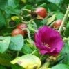 Scabrosa Rose 1 Scabrosa Rose -Home Fruit Tree httpraintreenursery.netpl680 01