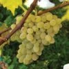 Neptune Seedless Grape 1 Neptune Seedless Grape -Home Fruit Tree httpraintreenursery.netpneptunegrape1