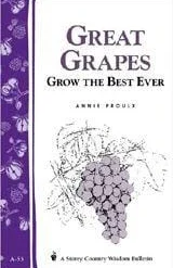 Great Grapes
