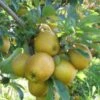 Hudson's Golden Gem Apple -Home Fruit Tree husdon gigapixel standard scale 6 00x f9128a9d 8164 44ce b011 ef80ba502dff