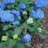 Double Down® Hydrangea -Home Fruit Tree hydd