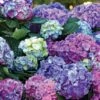L.A. Dreamin’® Hydrangea -Home Fruit Tree hylad
