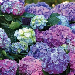 L.A. Dreamin’® Hydrangea
