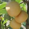 Ichiban Nashi Asian Pear -Home Fruit Tree ichiban