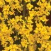 Alpha Gold Tide™ Forsythia 1 Alpha Gold Tide™ Forsythia -Home Fruit Tree image 9c37b531 d340 4111 a1b8 f454f1ac113a 1