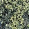 Alpha Variegated Boxwood -Home Fruit Tree image c6b849d7 3f1e 49ed a861 9944f09d7091 1