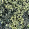 Alpha Variegated Boxwood 1 Alpha Variegated Boxwood -Home Fruit Tree image c6b849d7 3f1e 49ed a861 9944f09d7091 1 scaled