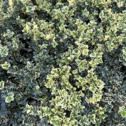 Alpha Variegated Boxwood