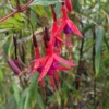 Chilean Fuchsia 2 Chilean Fuchsia -Home Fruit Tree image ef8ecd1d e7ed 432b 820e d6a406d46619 1 scaled