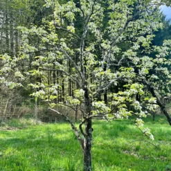Shinseiki Asian Pear 7 Shinseiki Asian Pear -Home Fruit Tree image 308caf7e ae25 468e 8043 37715a5398b9 scaled