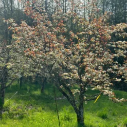 Shinsui Asian Pear -Home Fruit Tree image b32faaed 974b 4886 b663 6d4edaf5e987 scaled